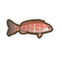 Banded Morwong