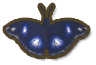 Blue Moon Butterfly