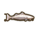 Boofhead Catfish