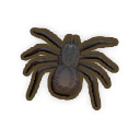 Funnel Web Spider