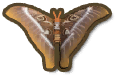 Hercules Moth