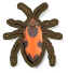 Largidae