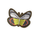 Scarlet Jezebel Butterfly
