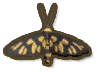 Tiger Moth