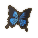 Ulysses Butterfly