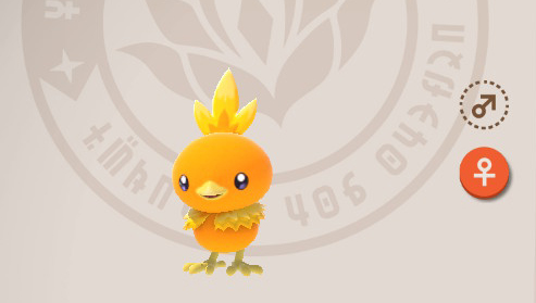 Torchic